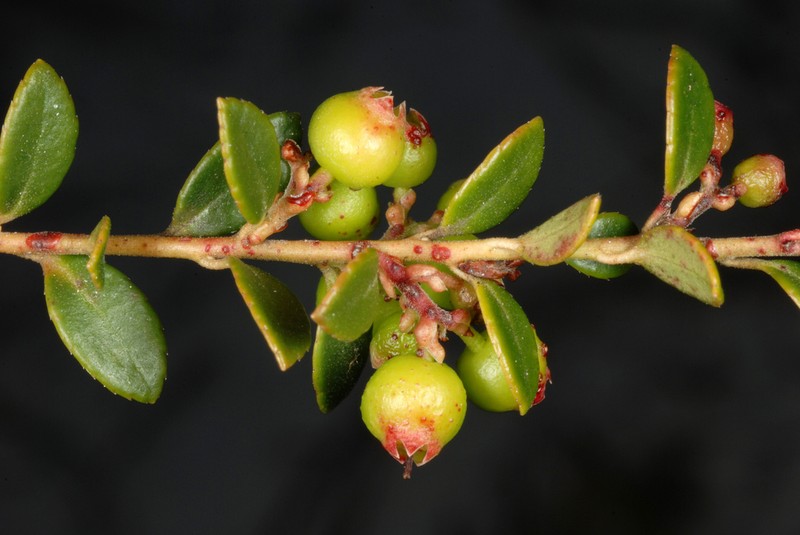 Creeping Blueberry photo 2