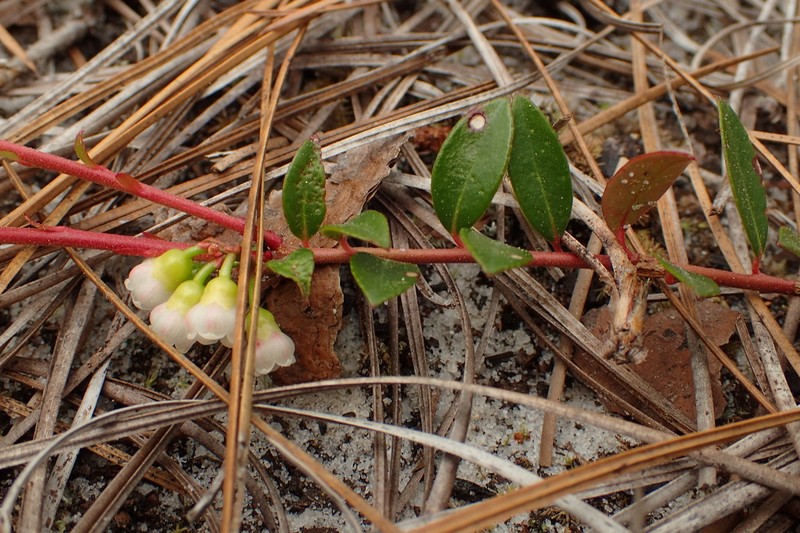 Creeping Blueberry photo 4