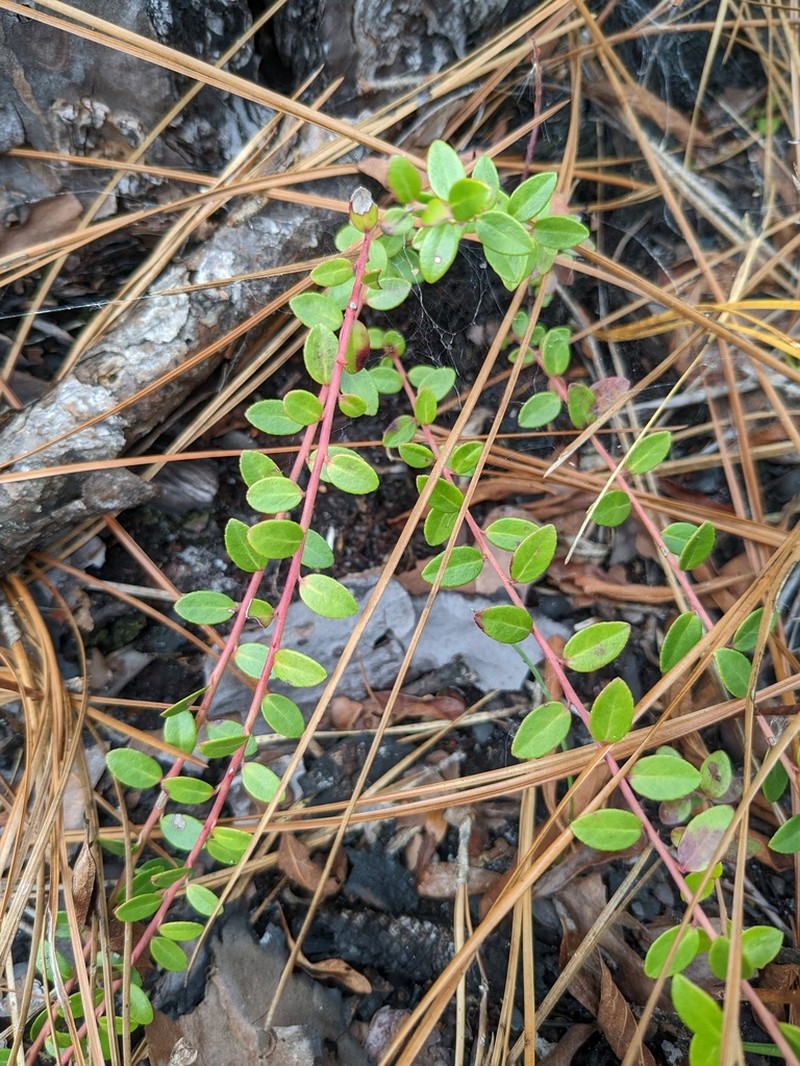 Creeping Blueberry photo 5