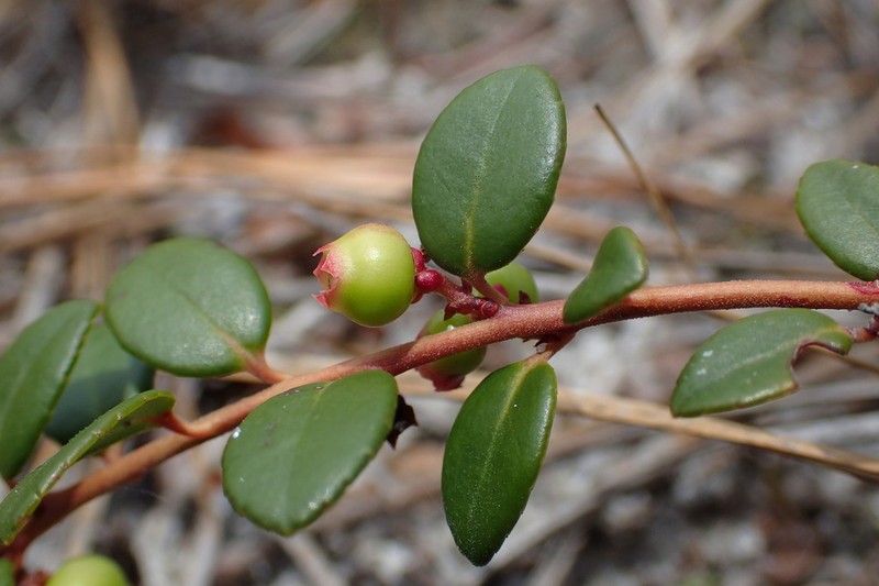 Creeping Blueberry photo 7