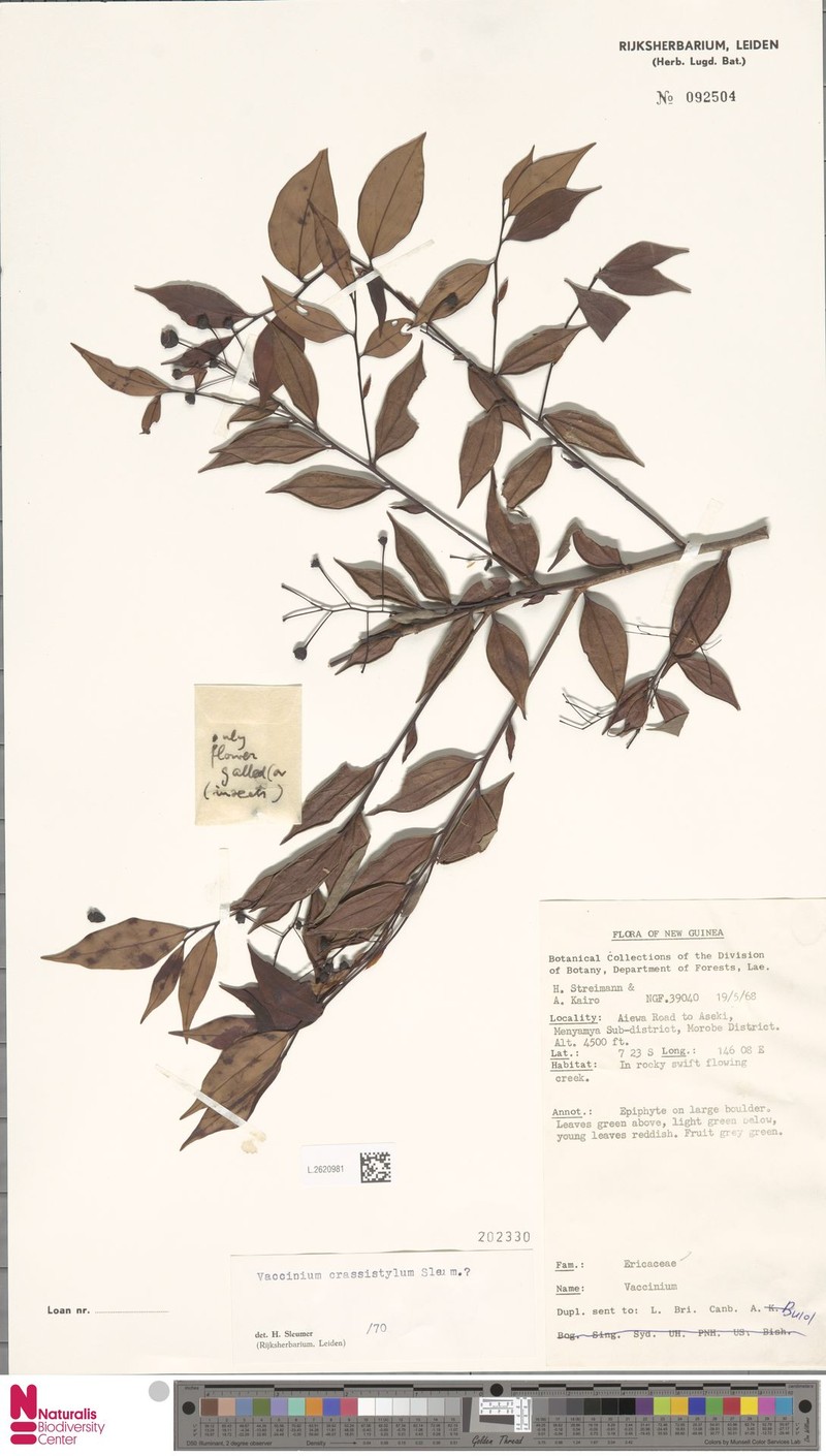 Vaccinium crassistylum