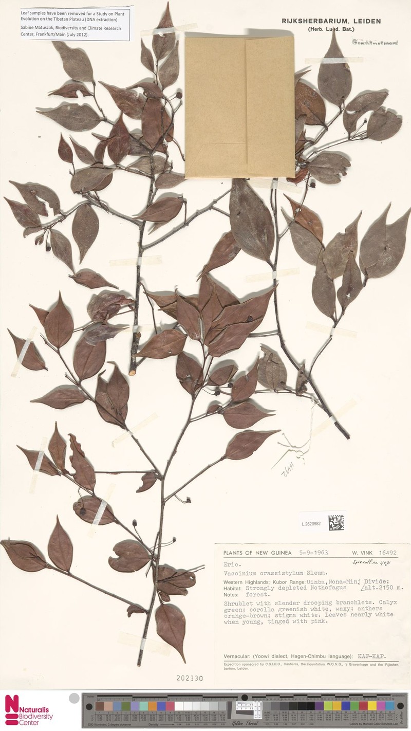 Vaccinium crassistylum photo 2