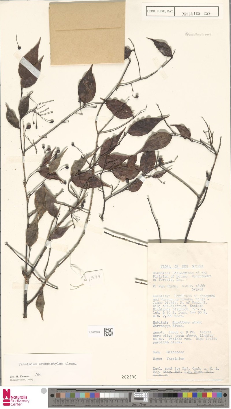 Vaccinium crassistylum photo 3