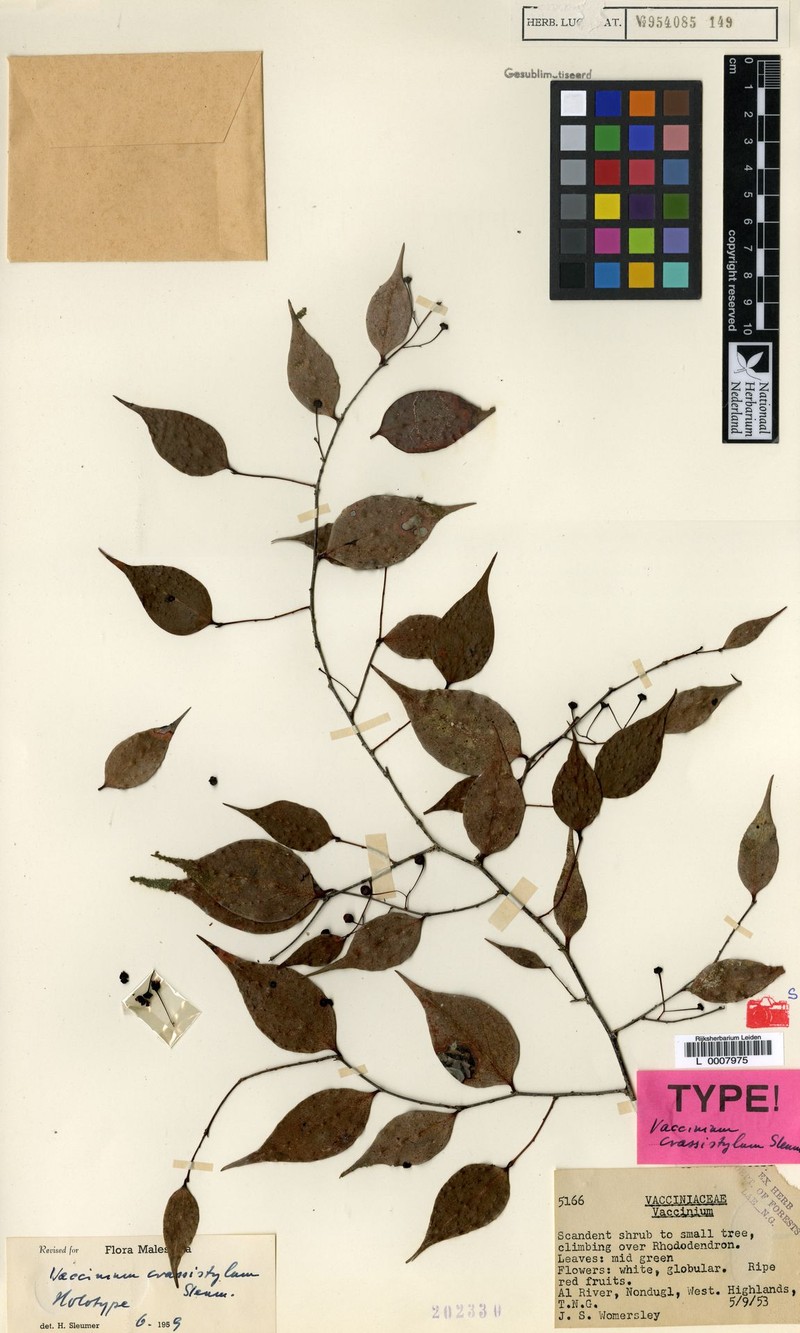 Vaccinium crassistylum photo 4