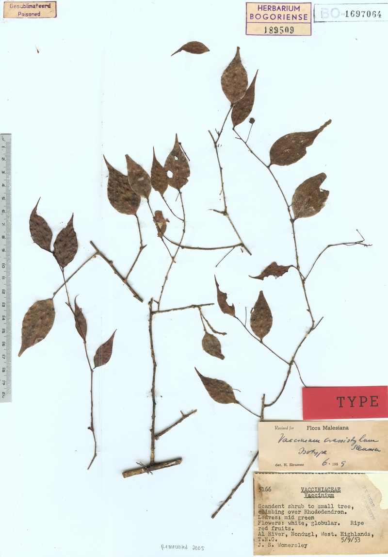 Vaccinium crassistylum photo 5