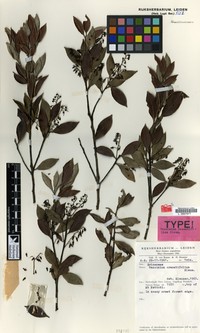 Vaccinium crenatifolium