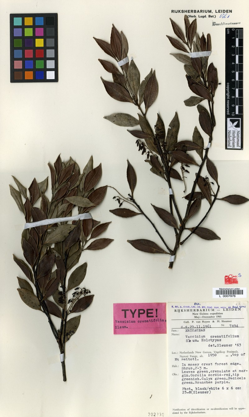 Vaccinium crenatifolium photo 2