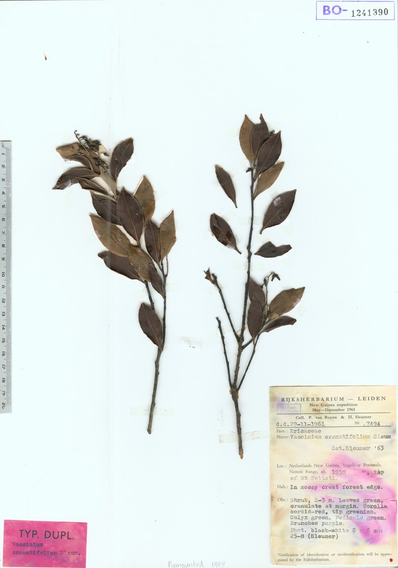 Vaccinium crenatifolium photo 3