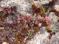 Vaccinium crenatum