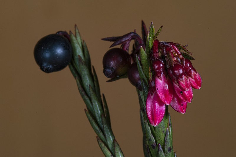 Vaccinium crenatum photo 2