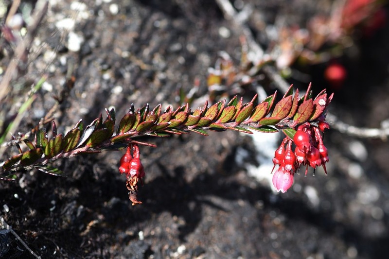 Vaccinium crenatum photo 3