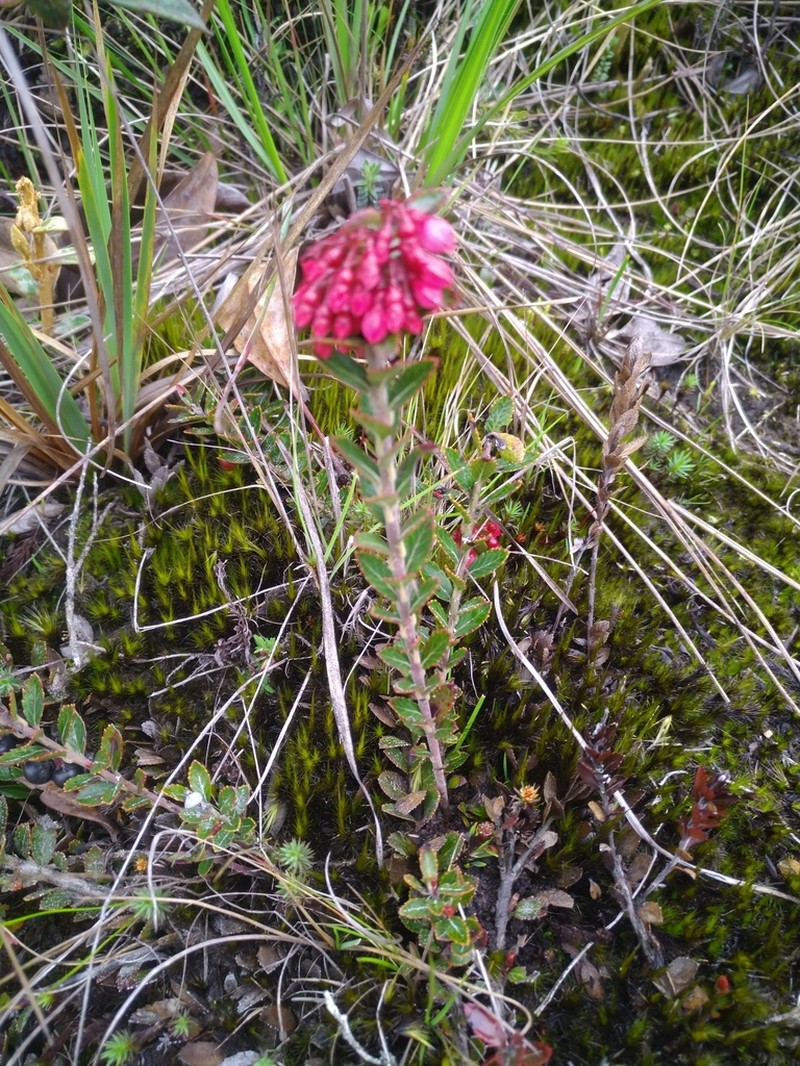 Vaccinium crenatum photo 4