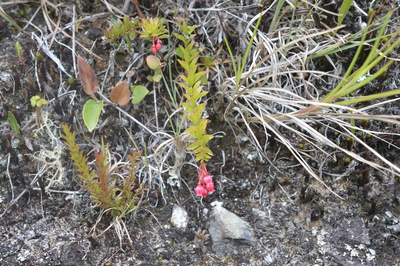 Vaccinium crenatum photo 5