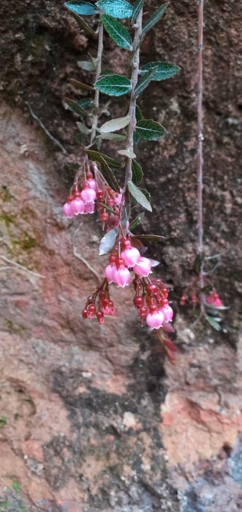 Vaccinium crenatum photo 6