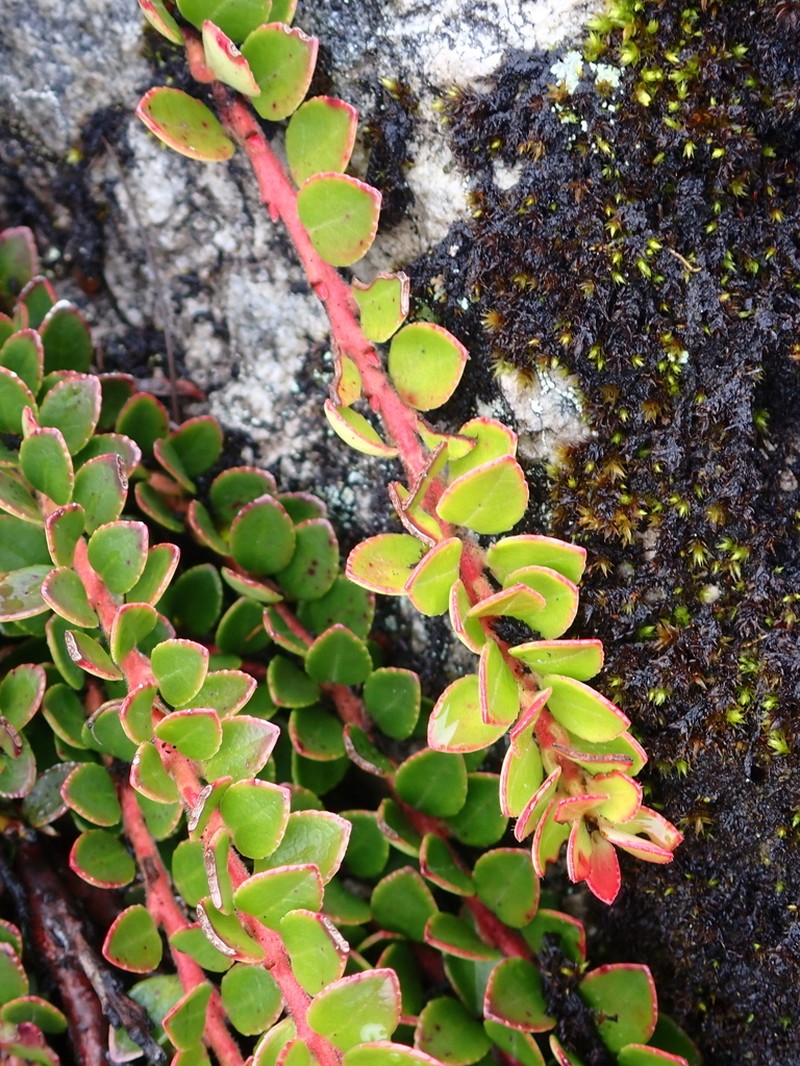 Vaccinium crenatum photo 7