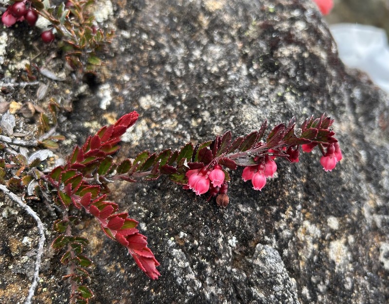 Vaccinium crenatum photo 8