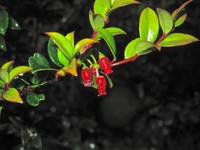 Vaccinium cruentum
