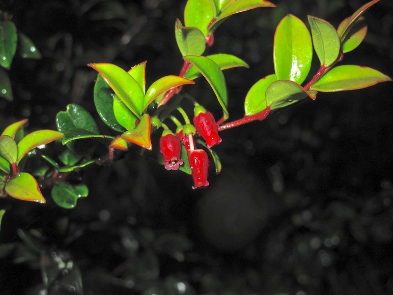 Vaccinium cruentum