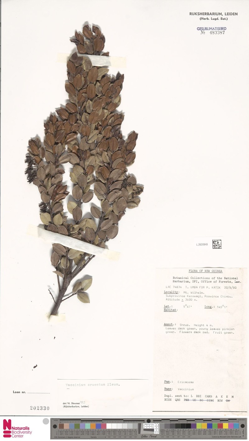 Vaccinium cruentum photo 2