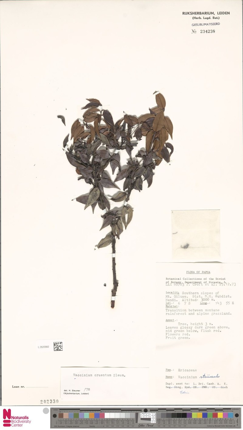 Vaccinium cruentum photo 3
