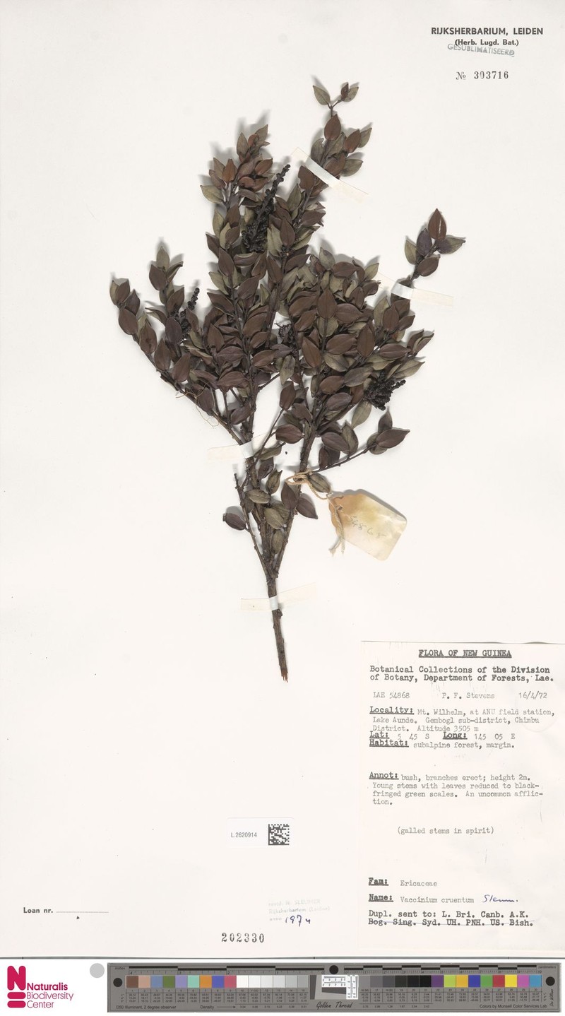 Vaccinium cruentum photo 4