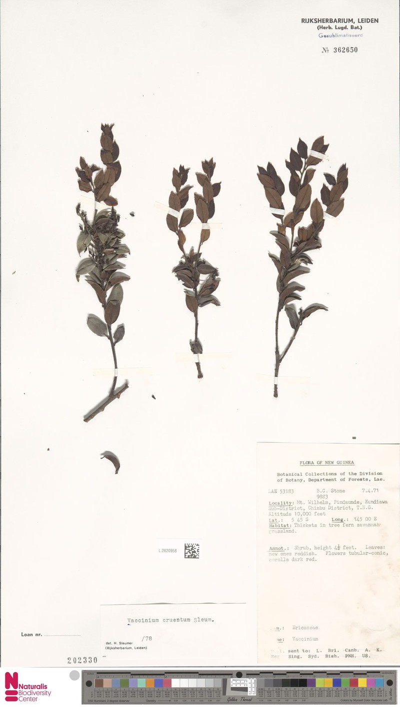 Vaccinium cruentum photo 5