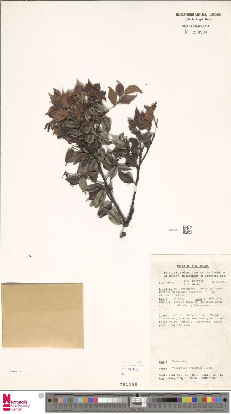 Vaccinium cruentum photo 6