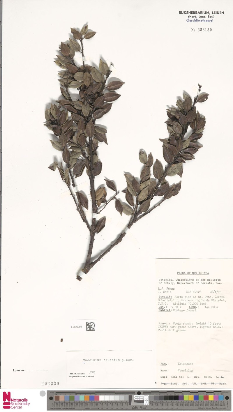 Vaccinium cruentum photo 7