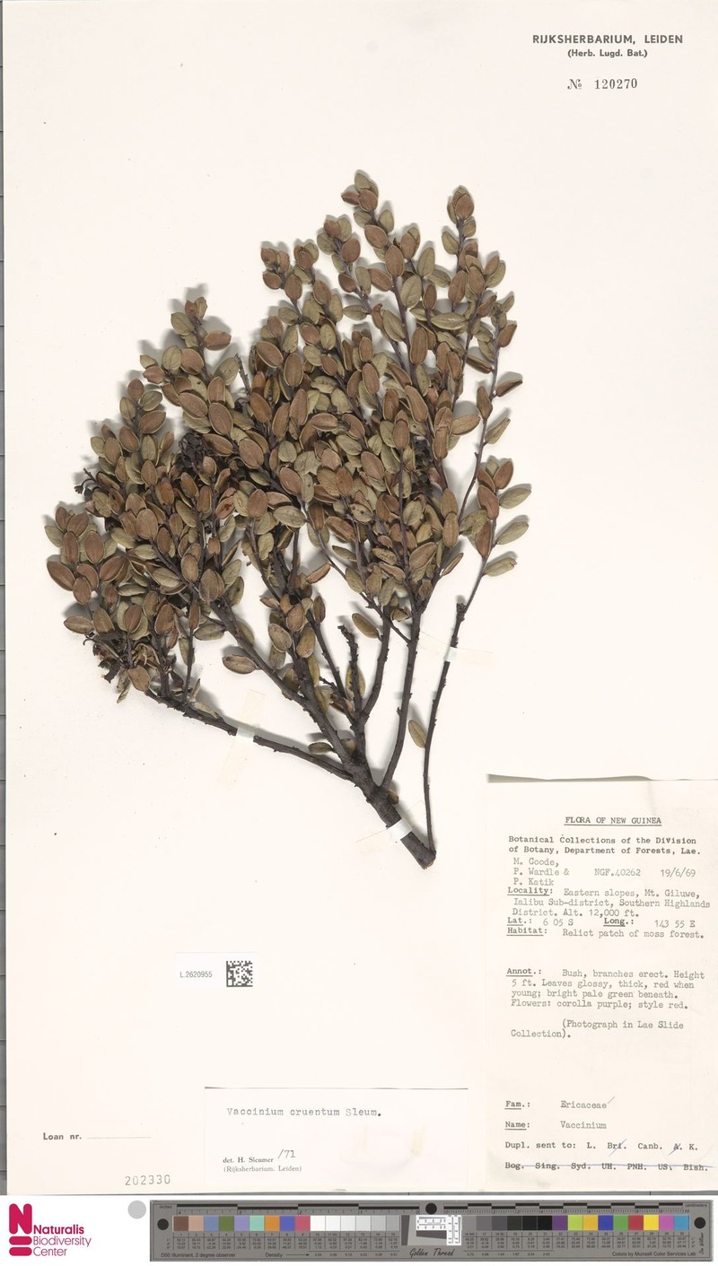 Vaccinium cruentum photo 8