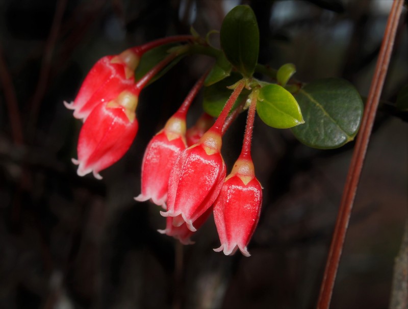 Vaccinium cubense photo 3