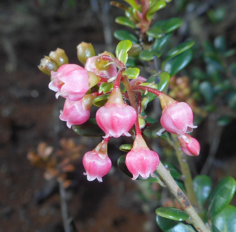 Vaccinium cubense photo 4