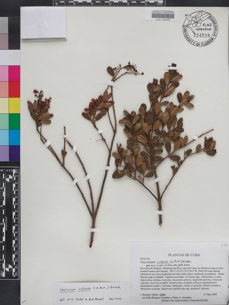 Vaccinium cubense photo 6