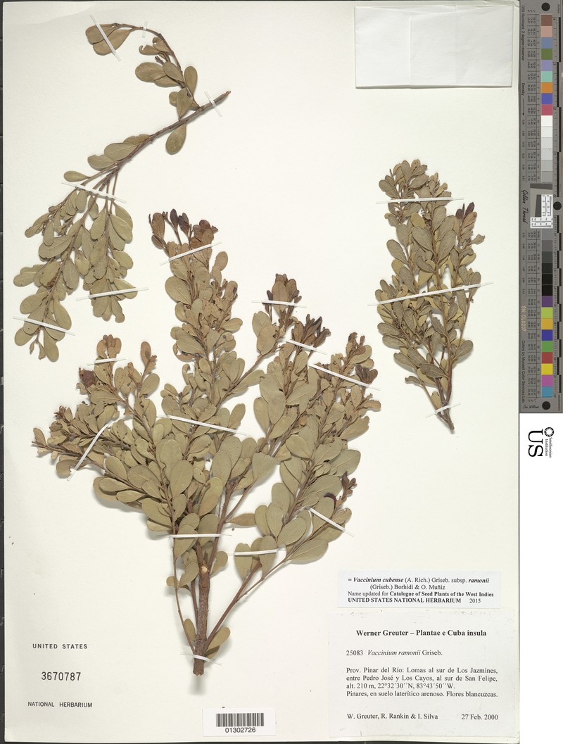 Vaccinium cubense photo 7