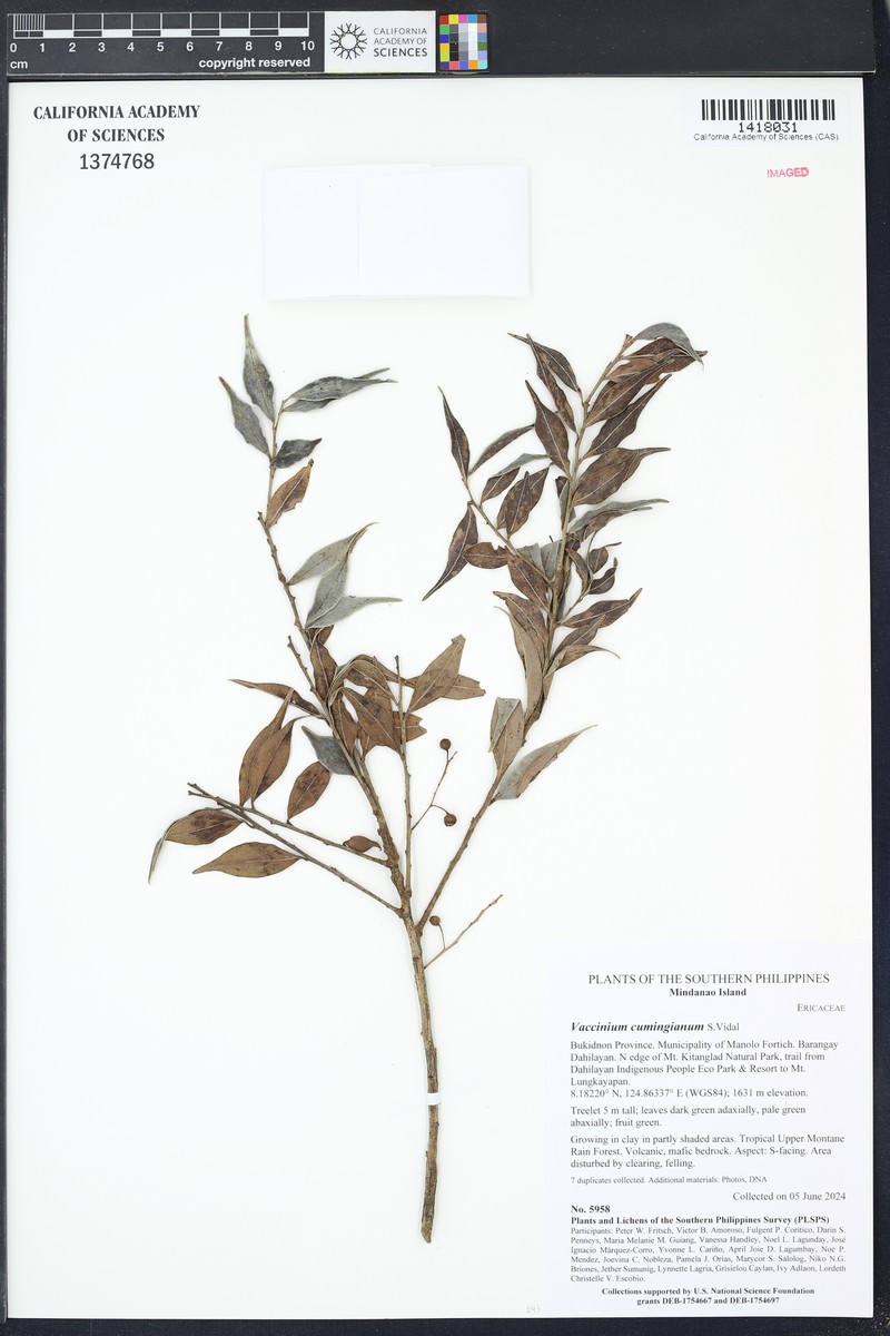 Vaccinium cumingianum