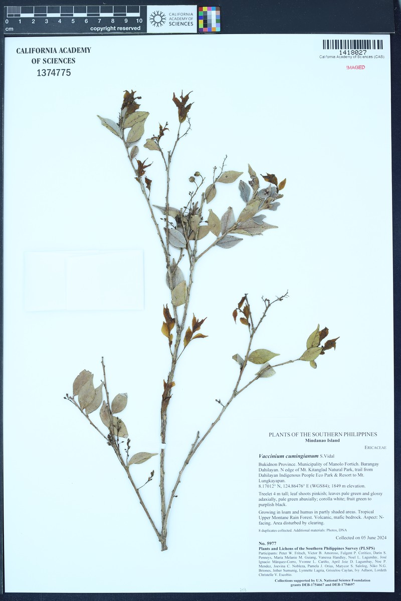 Vaccinium cumingianum photo 2