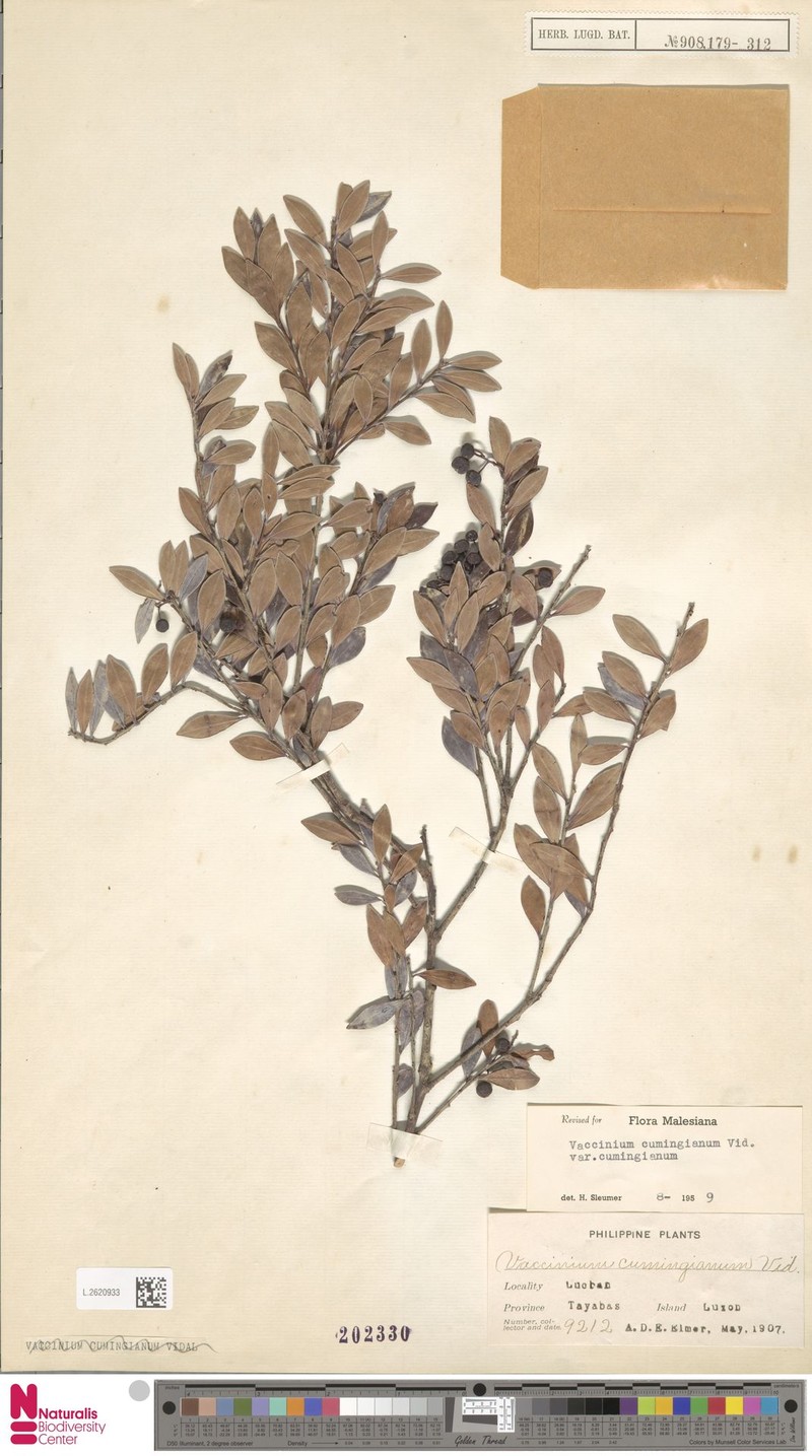 Vaccinium cumingianum var. cumingianum photo 3