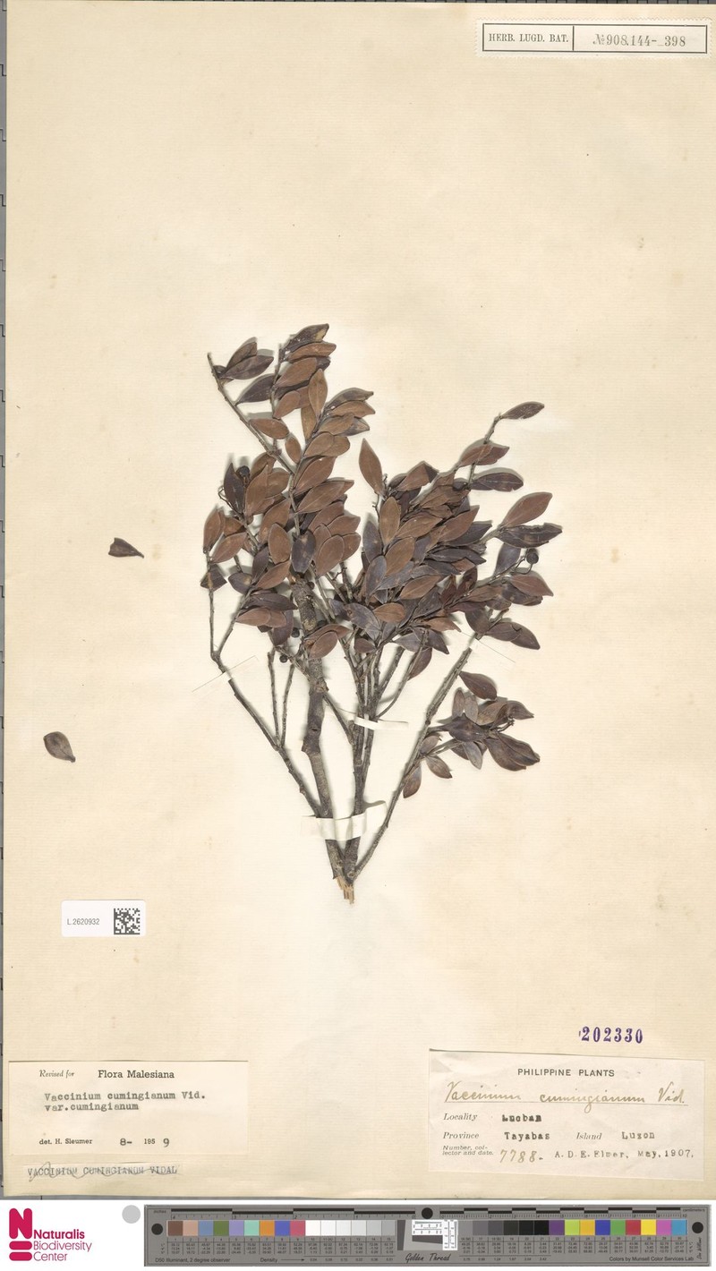 Vaccinium cumingianum var. cumingianum photo 4