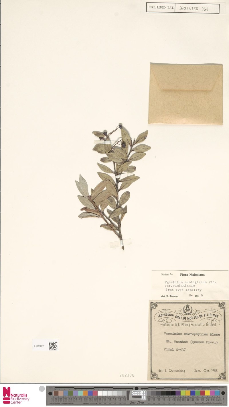 Vaccinium cumingianum var. cumingianum photo 5
