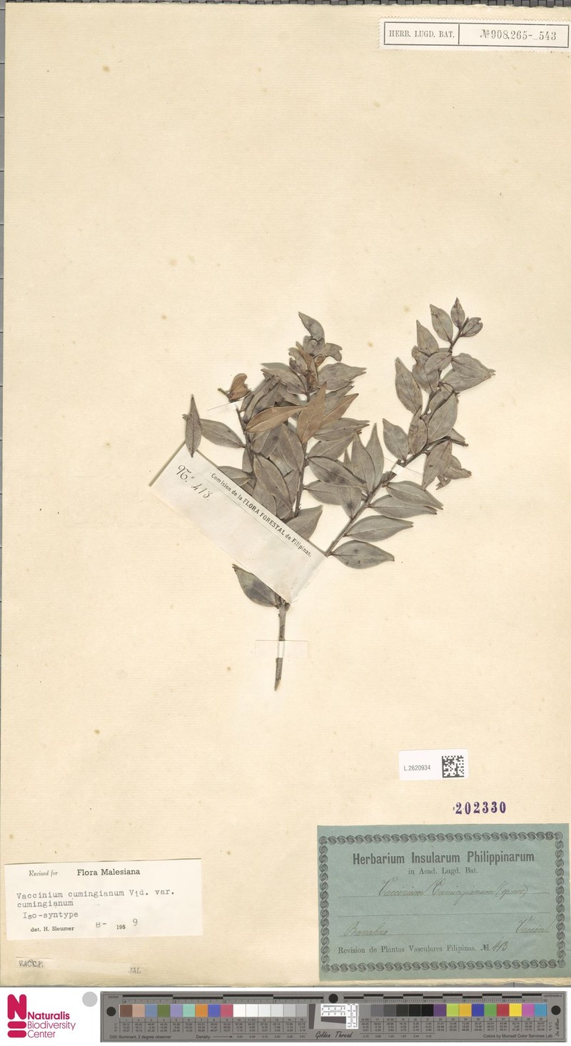 Vaccinium cumingianum var. cumingianum photo 6
