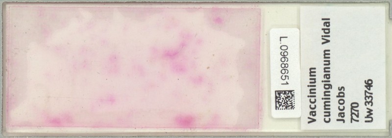 Vaccinium cumingianum var. igorotorum photo 3
