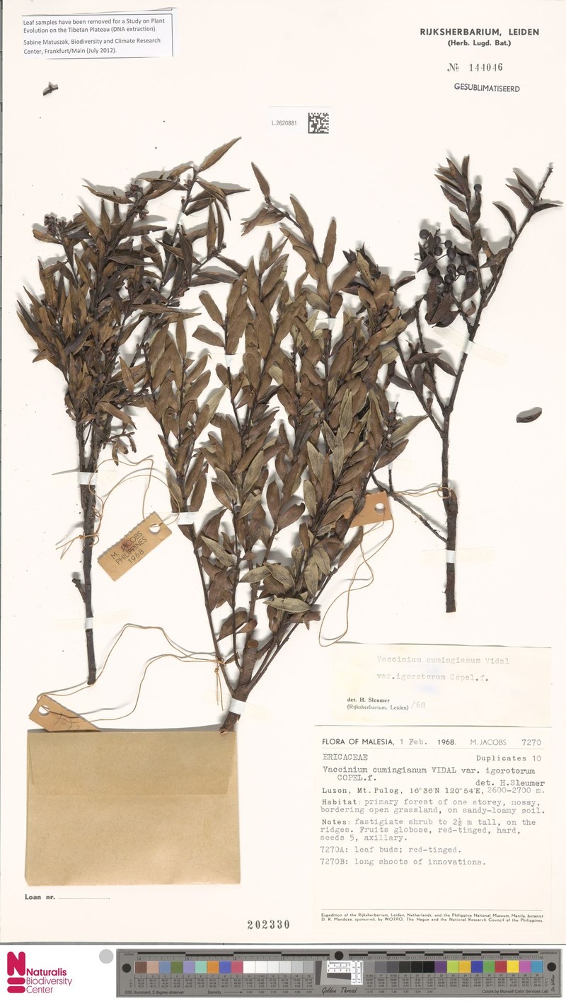 Vaccinium cumingianum var. igorotorum photo 4