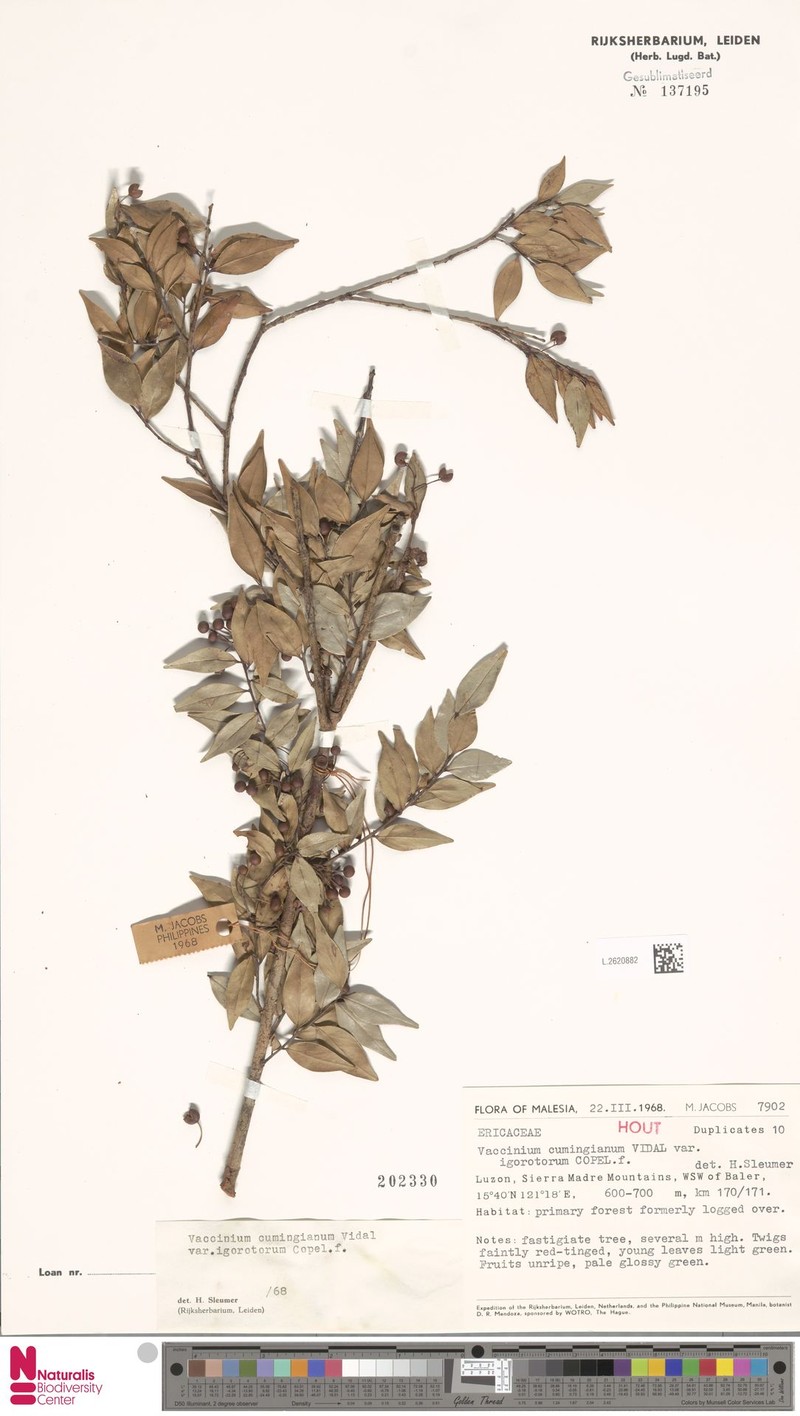 Vaccinium cumingianum var. igorotorum photo 5
