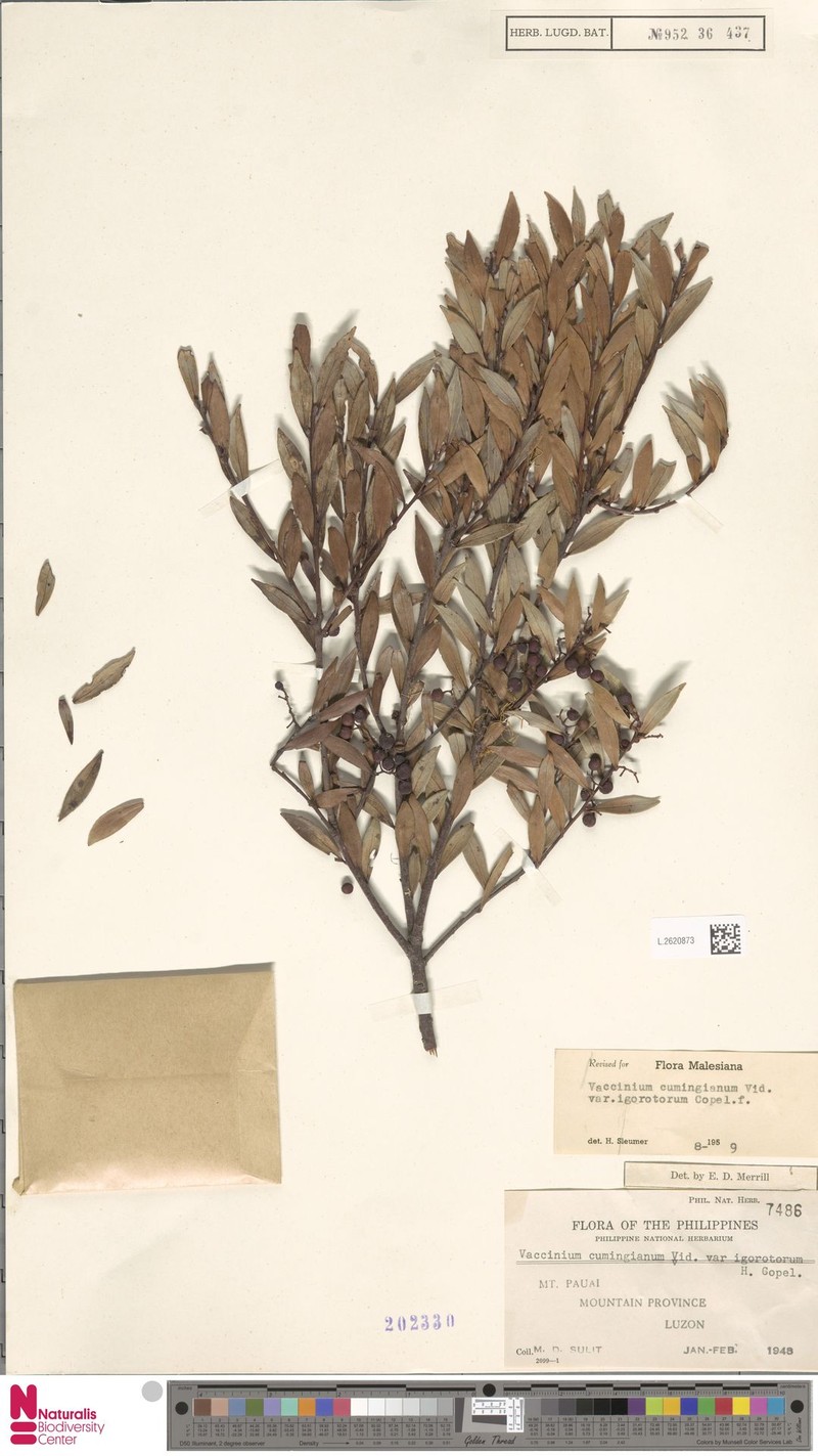 Vaccinium cumingianum var. igorotorum photo 6