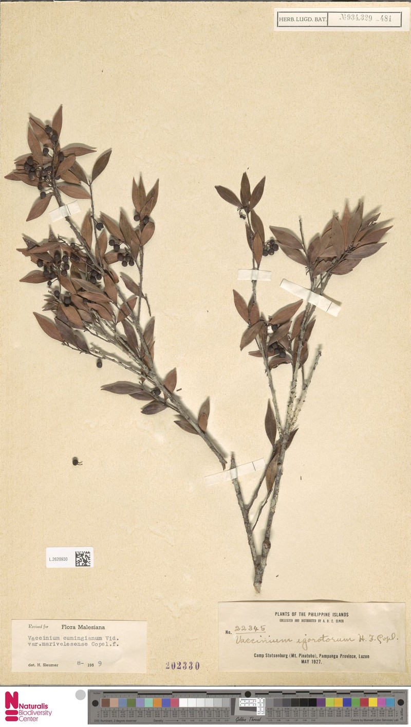 Vaccinium cumingianum var. marivelesense