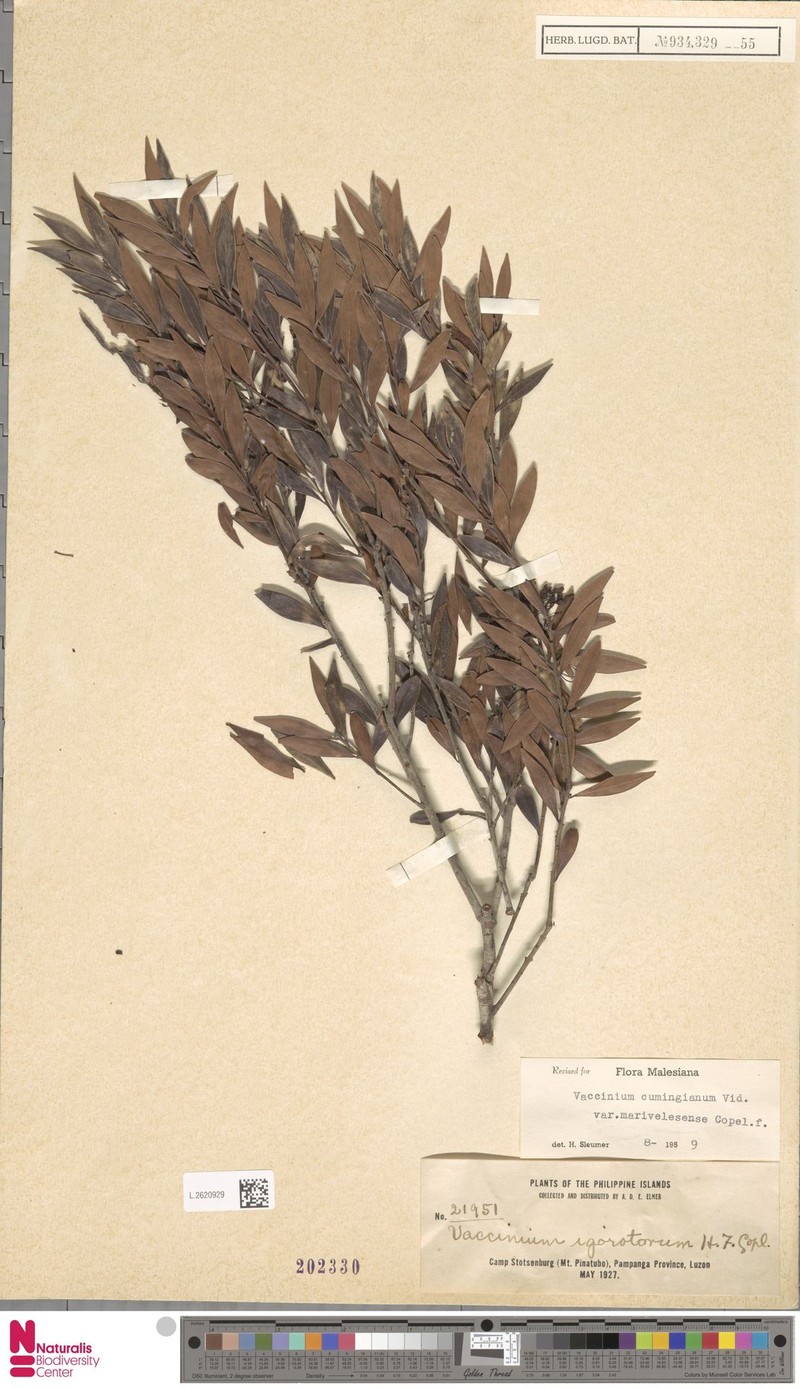 Vaccinium cumingianum var. marivelesense photo 2