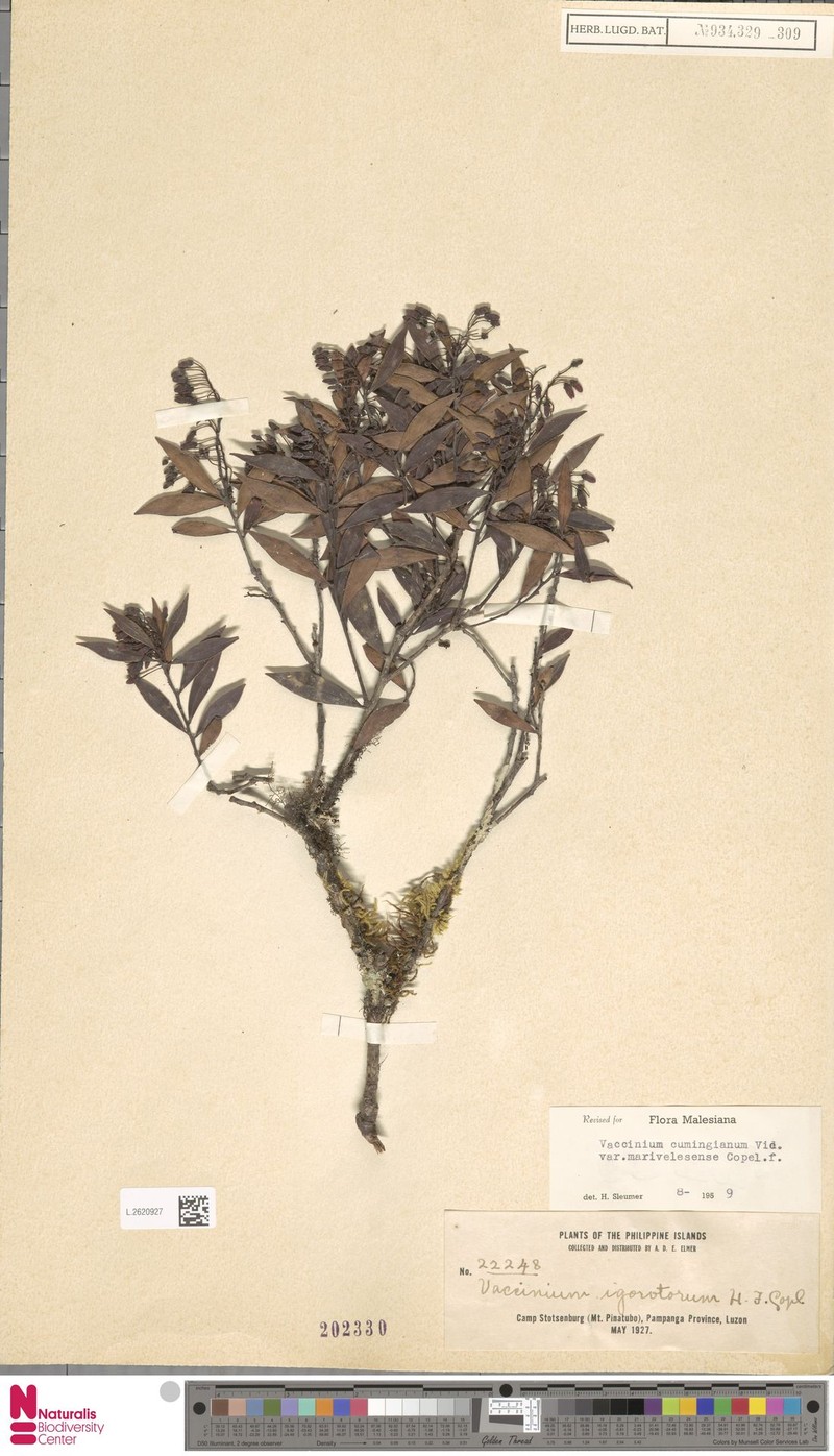 Vaccinium cumingianum var. marivelesense photo 3
