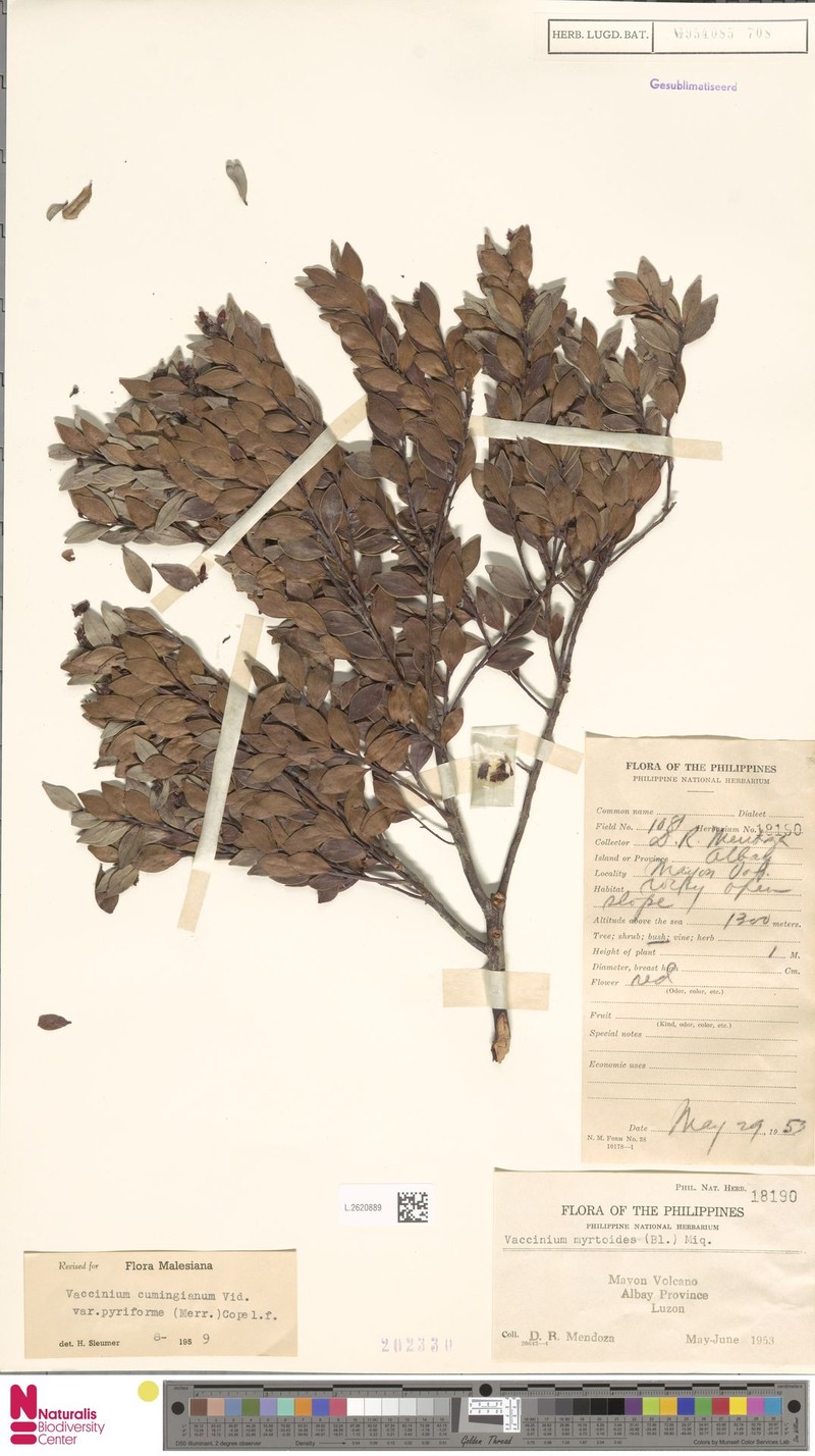 Vaccinium cumingianum var. pyriforme