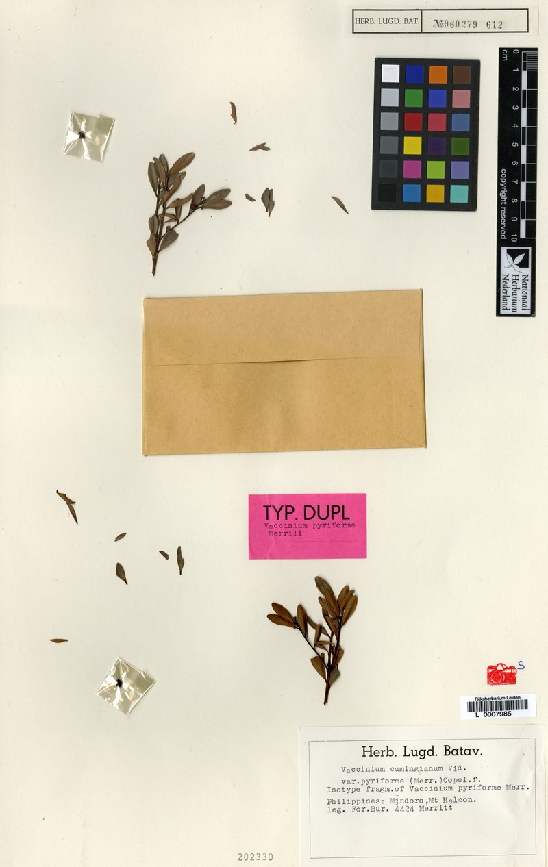 Vaccinium cumingianum var. pyriforme photo 2