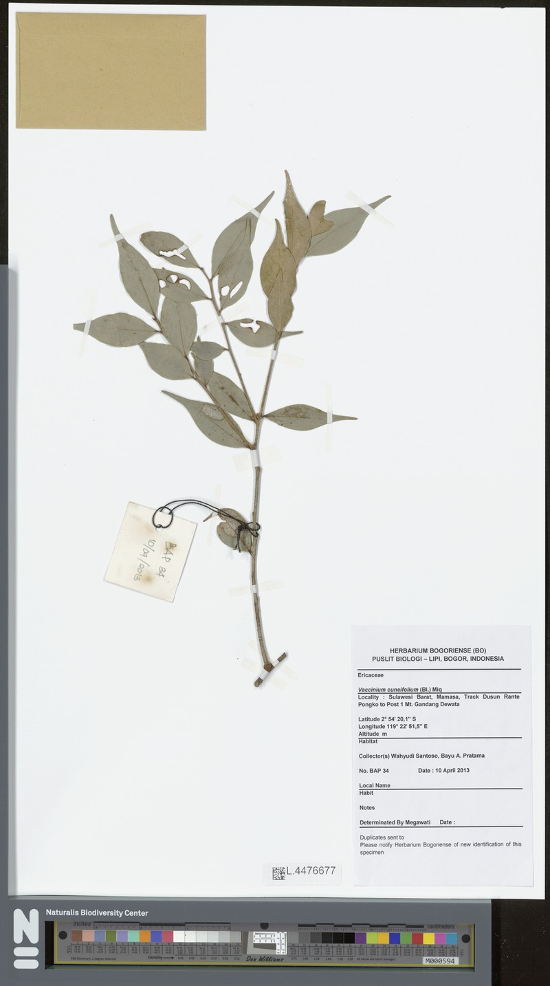 Vaccinium cuneifolium