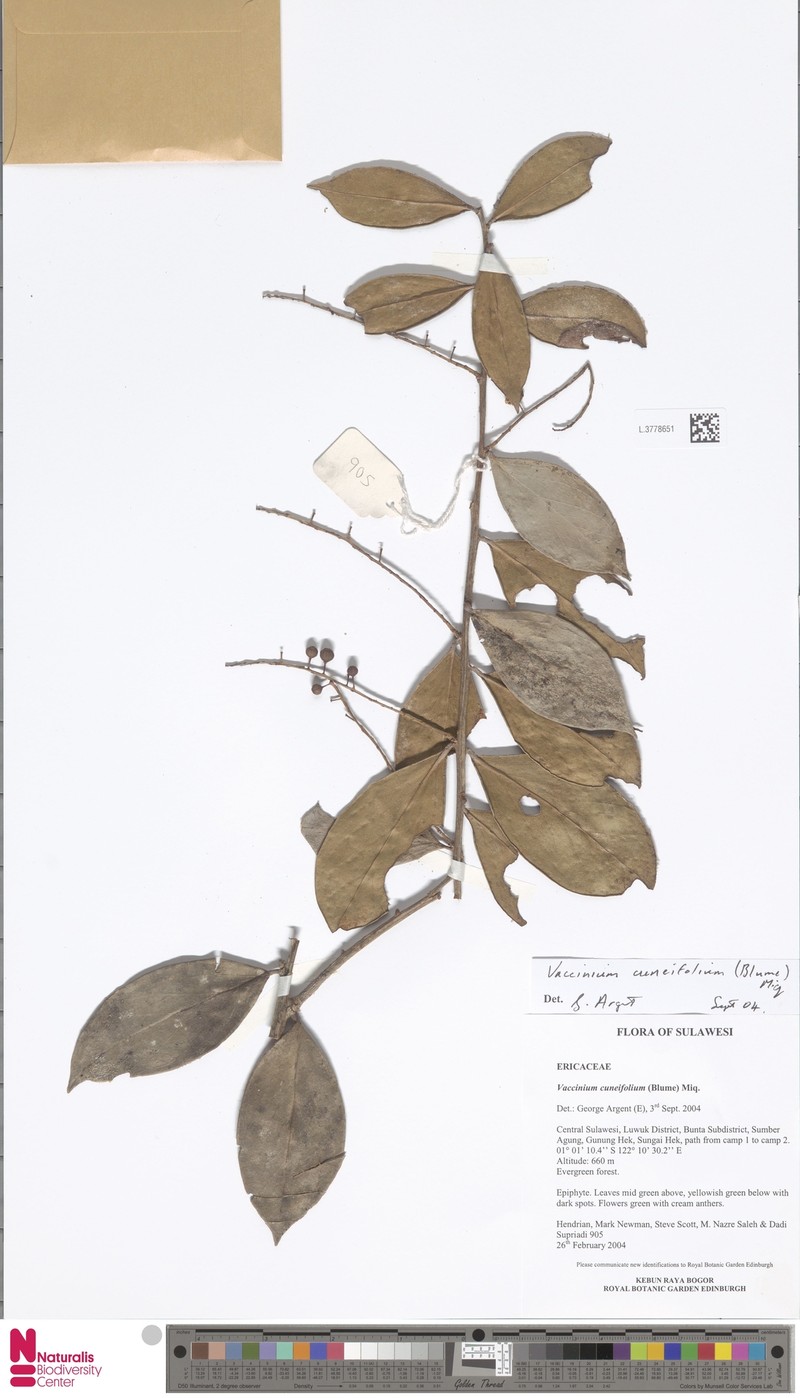 Vaccinium cuneifolium photo 2